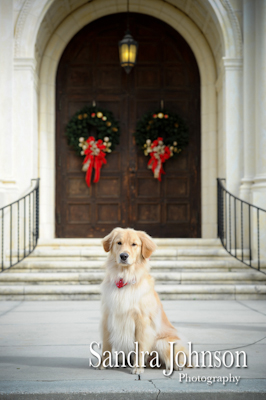 Best Orlando Pet Photographer - Sandra Johnson (SJFoto.com)